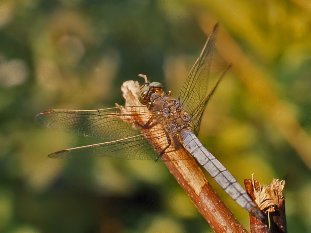 Una libellula senza nome